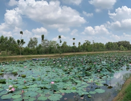 Chơi hoa sen